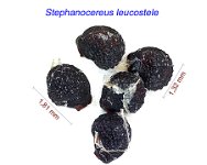 Stephanocereus leucostele.jpg